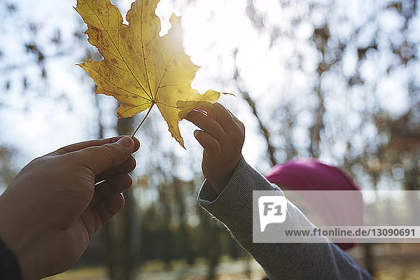 Geschnittene Hand eines Vaters  der seiner Tochter im Herbst im Park ein Ahornblatt gibt