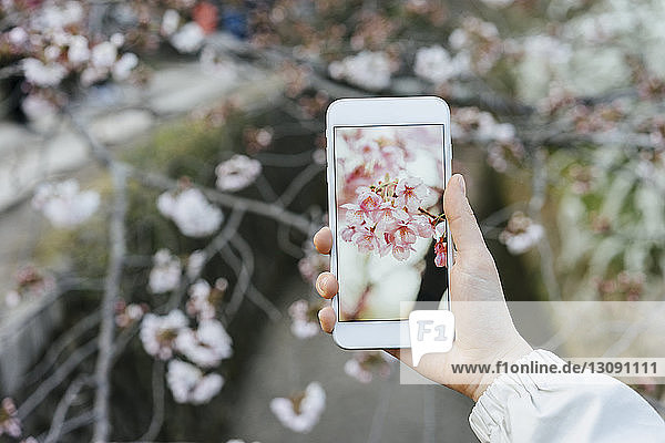 Ausschnitt einer Frau  die mit einem Smartphone Kirschblüten fotografiert
