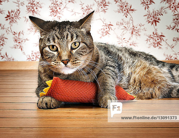 Porträt einer gestromten Katze mit Spielzeug  das sich zu Hause entspannt