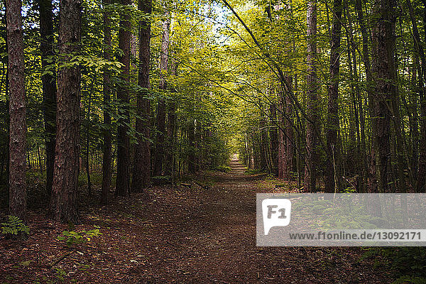 Leerer Feldweg inmitten von Bäumen im Wald