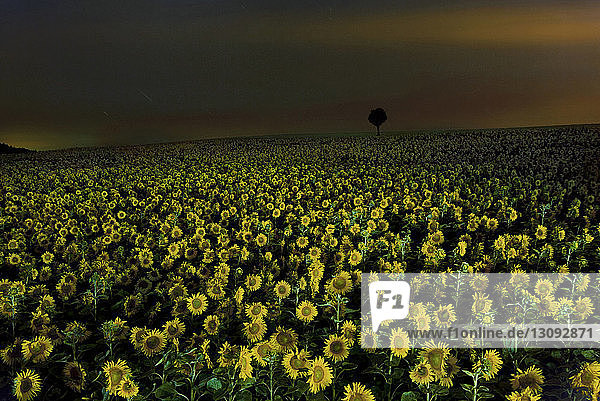 Szenische Ansicht von Sonnenblumen  die in der Dämmerung auf dem Feld gegen den Himmel wachsen