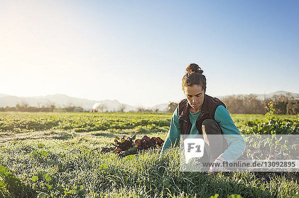 Woman gardening in field against clear sky