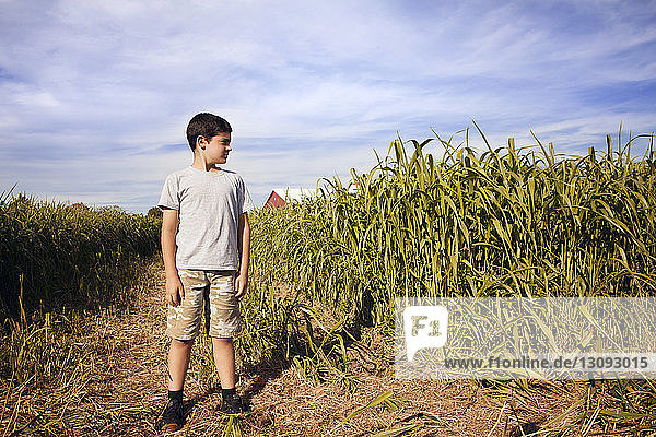 Boy looking away while standing in corn field