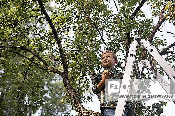 Niedrigwinkelansicht eines Jungen  der eine Birne hält  während er auf einer Leiter auf einem Bauernhof steht