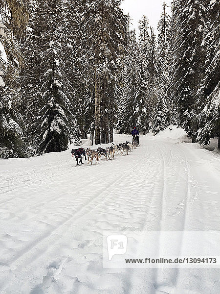Hundeschlitten bewegt sich inmitten von Bäumen auf schneebedecktem Feld