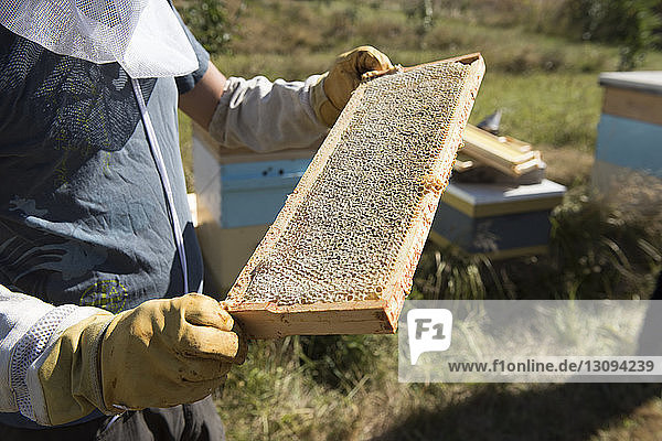 Mittelteil eines Imkers  der den Bienenstockrahmen während eines sonnigen Tages untersucht