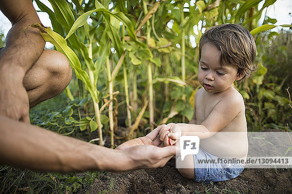 Shirtless son taking chili peppers from father's hand while sitting on field at community garden