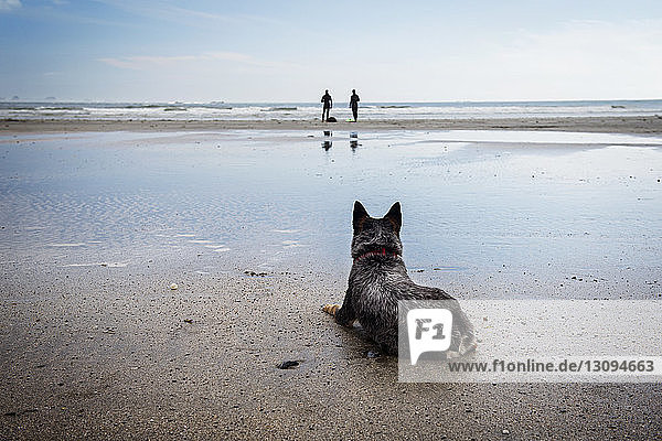 Hund entspannt am Strand mit Surfern im Hintergrund am Strand