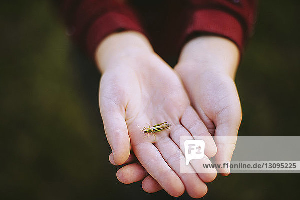 Cropped hands of boy holding insect on field