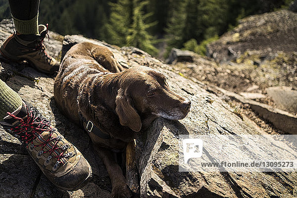 Hochwinkelaufnahme eines Hundes  der auf einem Felsen an einer Bergklippe sitzt