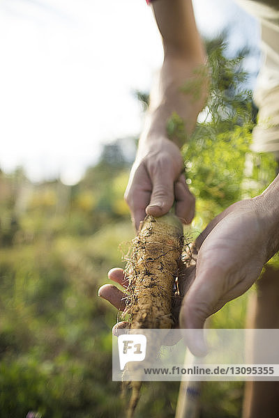Abgetrennte Hände eines Mannes  der eine Karotte hält  während er im Gemeinschaftsgarten steht