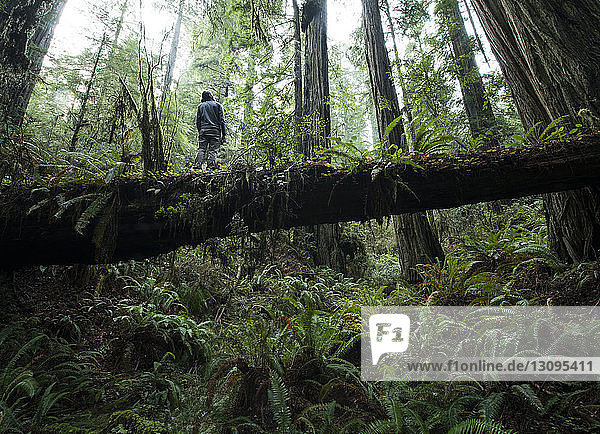 Low angle view of man standing on fallen tree trunk at Jedediah Smith Redwoods State Park
