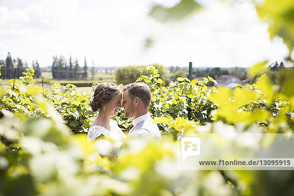 Glückliches frisch verheiratetes Paar beim Nasenreiben inmitten von Pflanzen auf dem Feld