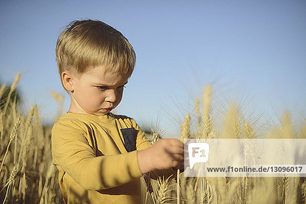 Cute boy looking at ear of wheat while standing on field