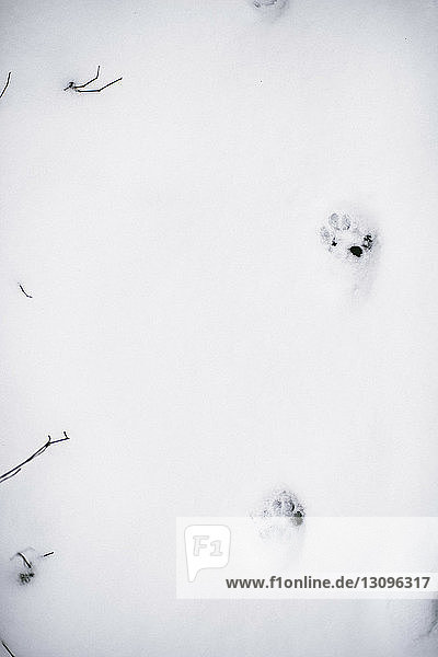 Hochwinkelansicht von Tierpfotenabdrücken auf Schnee