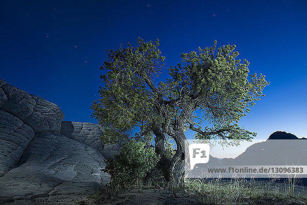 Idyllischer Blick auf den Baum im Marble Canyon vor klarem blauen Himmel