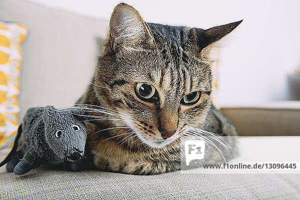 Nahaufnahme einer gestromten Katze mit einer Spielzeugratte  die sich zu Hause auf dem Sofa ausruht