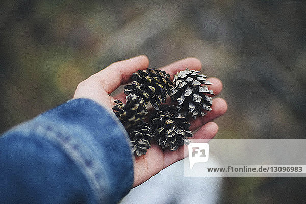 Abgehackte Hand einer Frau  die Kiefernzapfen im Wald hält