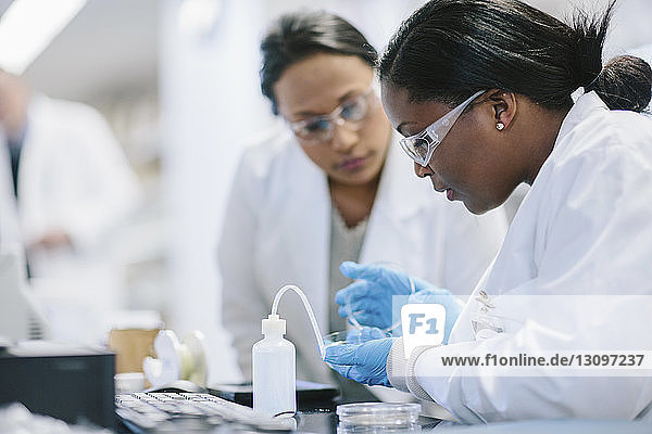 Female doctors examining petri dish in laboratory