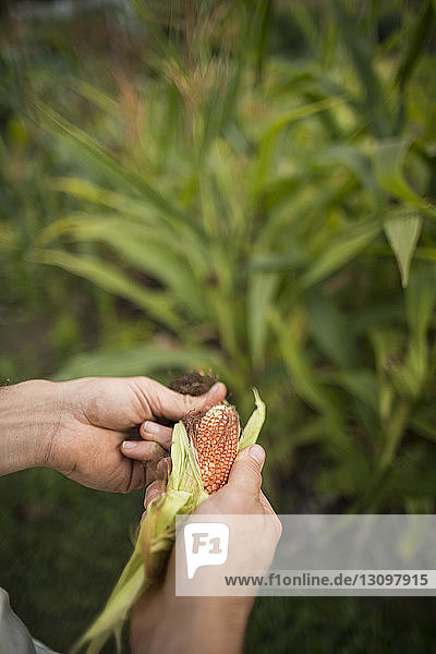 Abgetrennte Hände eines Mannes beim Schälen von Mais im Gemeinschaftsgarten
