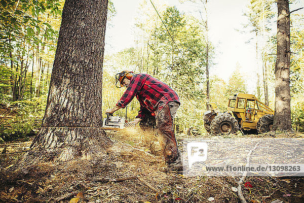 Lumberjack cutting tree trunk with chainsaw in forest