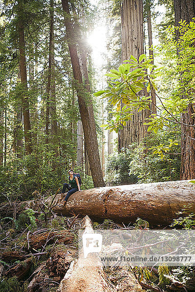 Female hiker exploring forest while sitting on tree trunk at Redwood National and State Parks