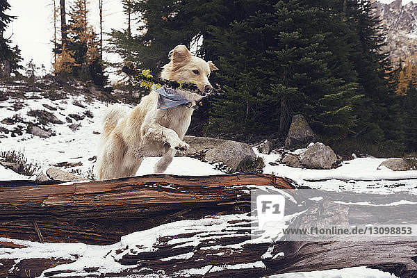 Hund mit Stock  der im Winter im Wald über umgefallene Baumstämme springt