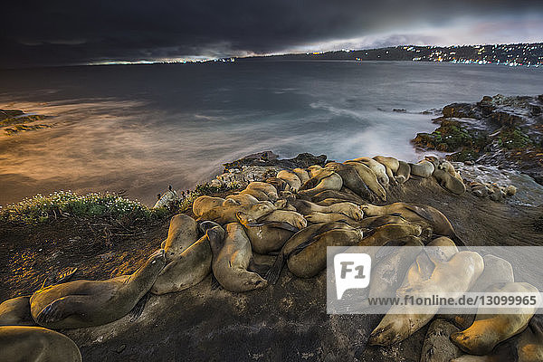 High angle view of sea lions sleeping on shore during night