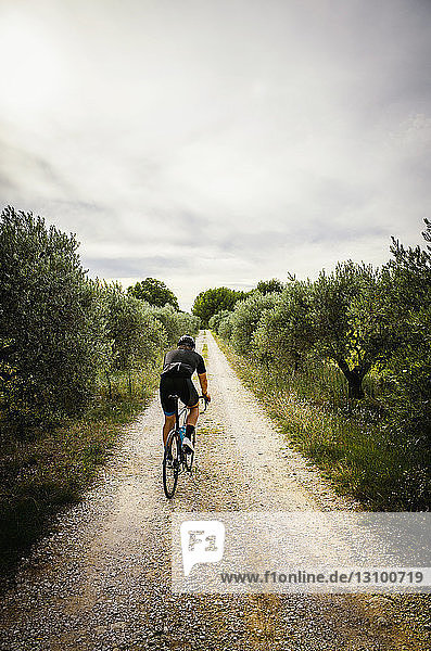 Rear view of man cycling on road amidst trees against sky