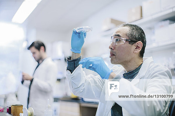 Male doctor examining petri dish at laboratory while coworker working in background