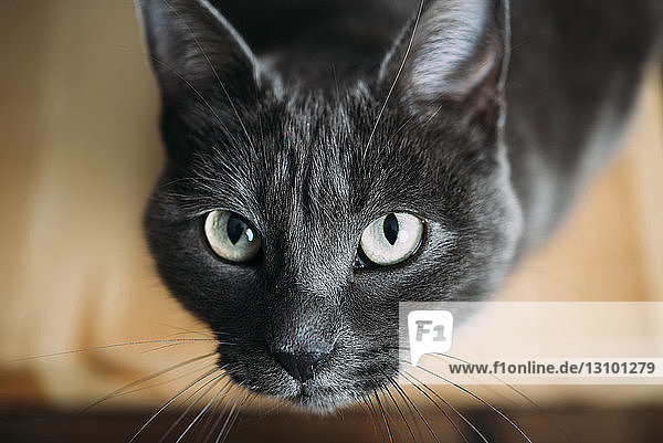 Nahaufnahme-Porträt der schwarzen Katze