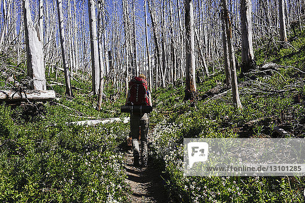 Rückansicht einer Wanderin mit Rucksack auf einem Wanderweg inmitten von Pflanzen