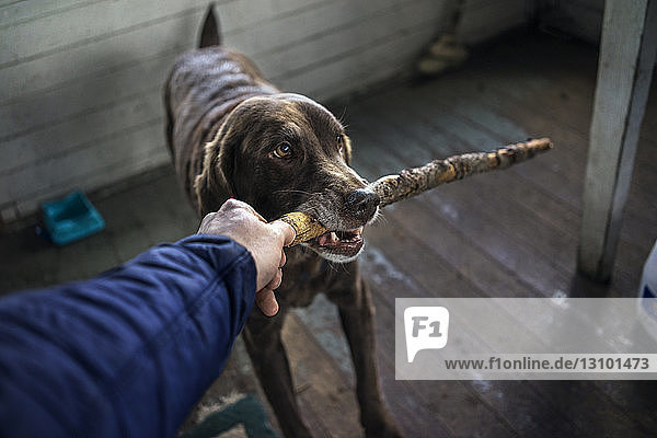 Ausgeschnittenes Bild einer Hand  die einen Stock im Maul des Hundes hält