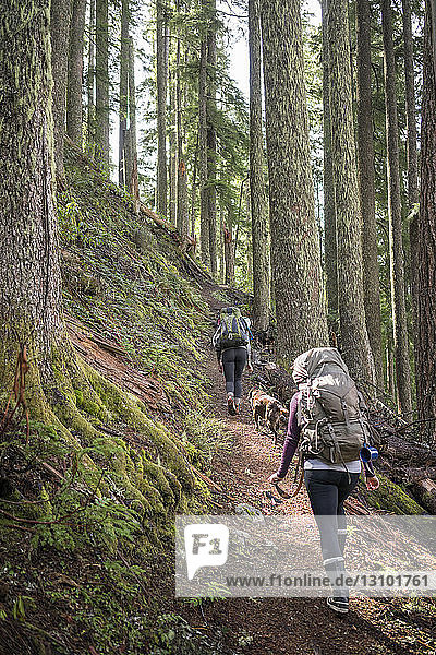 Rear view of women hiking with dog amidst trees on mountain