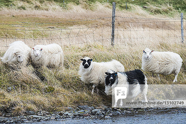 Schafe stehen auf Grasfeld am Bach gegen den Zaun
