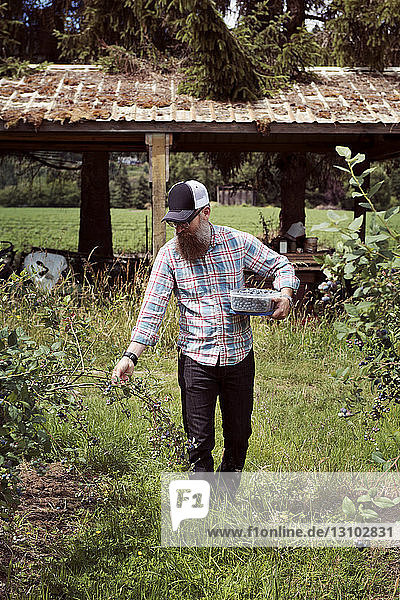 Mann pflückt Heidelbeeren von Büschen  während er einen Container in einem Bio-Obstbaubetrieb hält