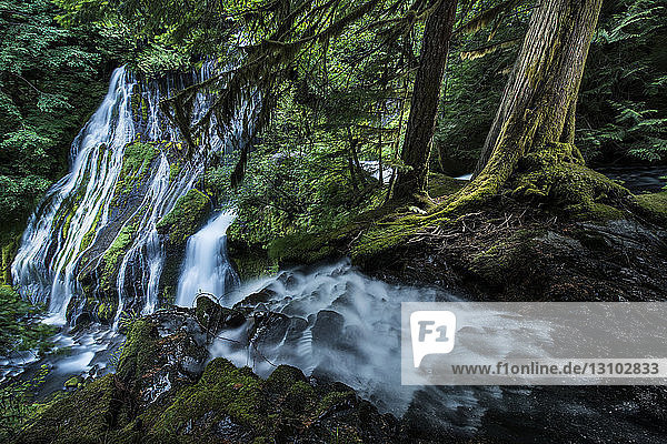 Szenische Ansicht eines Wasserfalls inmitten von Wald