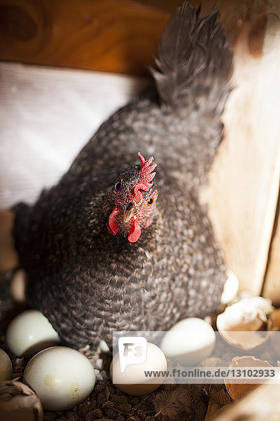 Hochwinkelporträt einer Henne mit Eiern in einer Tierbucht