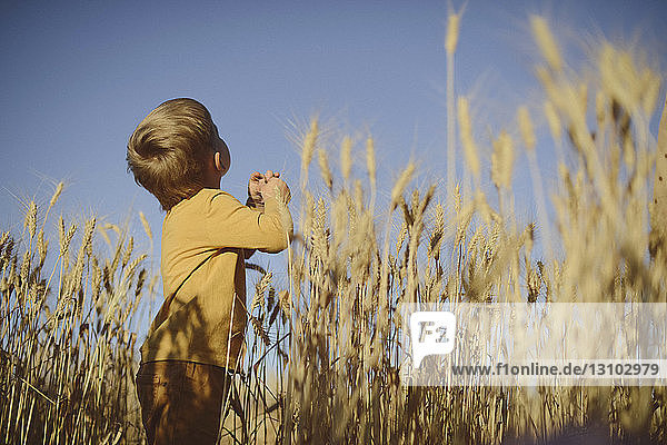 Low angle view of boy looking up while standing amidst wheat field