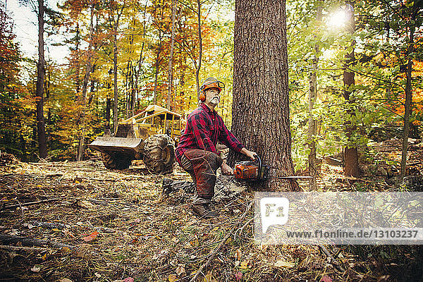 Männlicher Holzfäller beim Fällen von Baumstämmen mit der Kettensäge im Wald