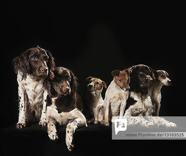 Studio shot Springer Spaniel and Jack Russell Terrier dogs