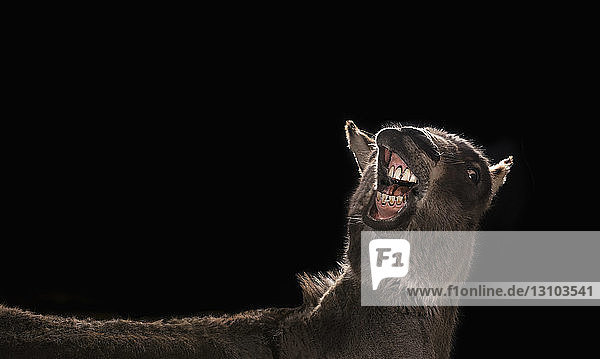Studio shot donkey showing teeth on black background