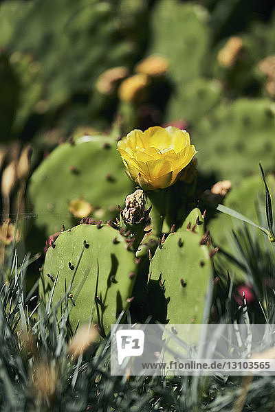 Ein blühender Kaktus mit Feigenkaktus