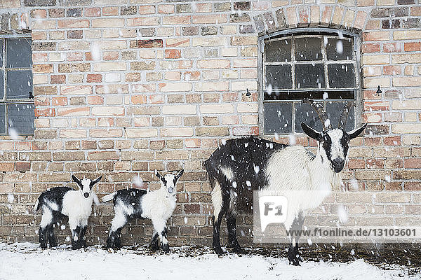 Portrait goats along barn wall in snow