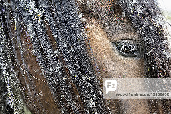 Close up dandelion seeds in hair of brown horse