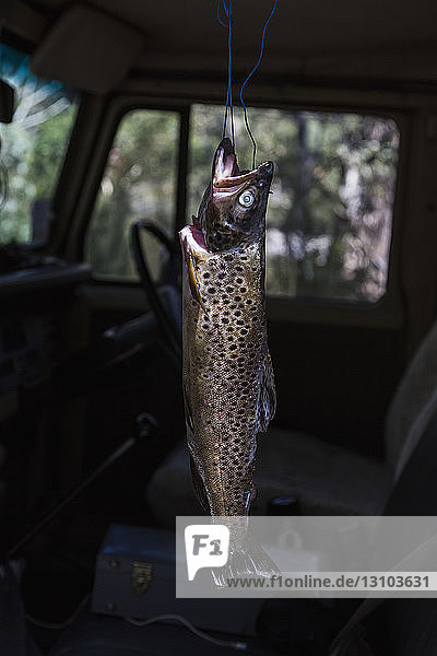 Fresh caught trout hanging in pickup truck