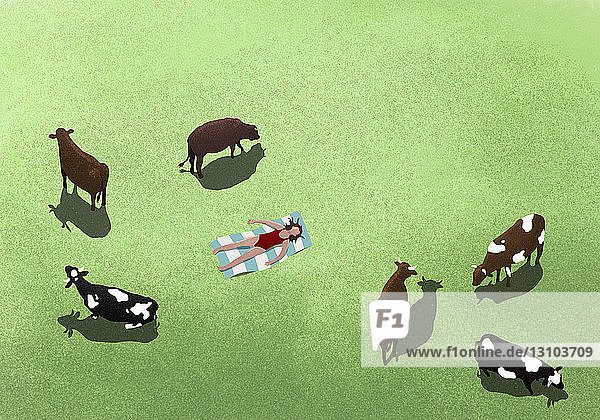 Weidende Kühe und eine Frau  die sich auf einem Feld sonnt