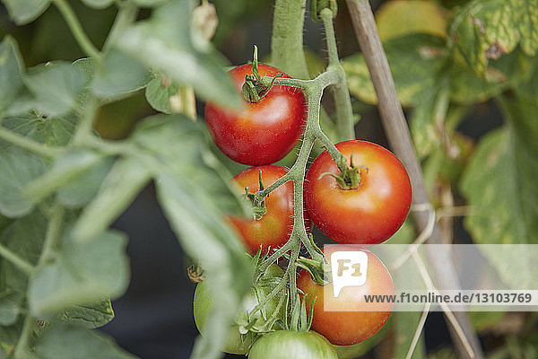 Reife  frische rote Tomaten am Rebstock