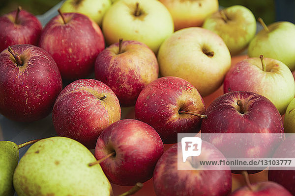 Nahaufnahme von frischen  reif geernteten Äpfeln