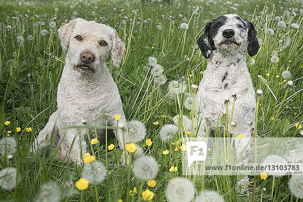 Portrait cute dogs in spring field with dandelions
